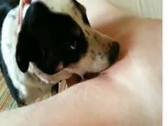 Adorable dog having oral sex with the pink pussy of his teenage owner